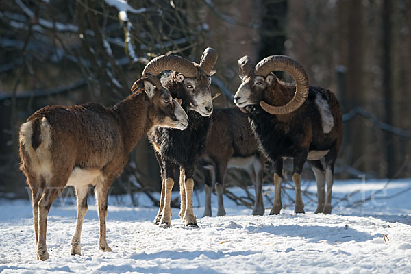 Muffelwild (Ovis ammon musimon)