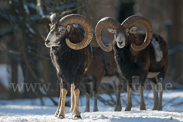 Muffelwild (Ovis ammon musimon)