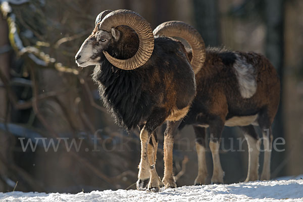 Muffelwild (Ovis ammon musimon)