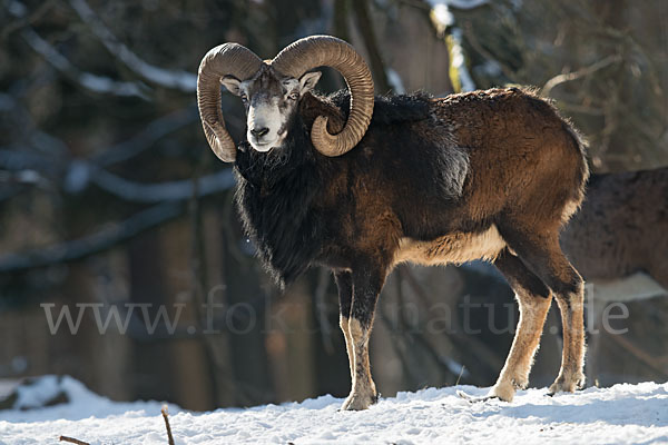 Muffelwild (Ovis ammon musimon)