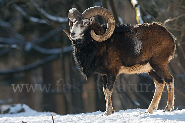 Muffelwild (Ovis ammon musimon)