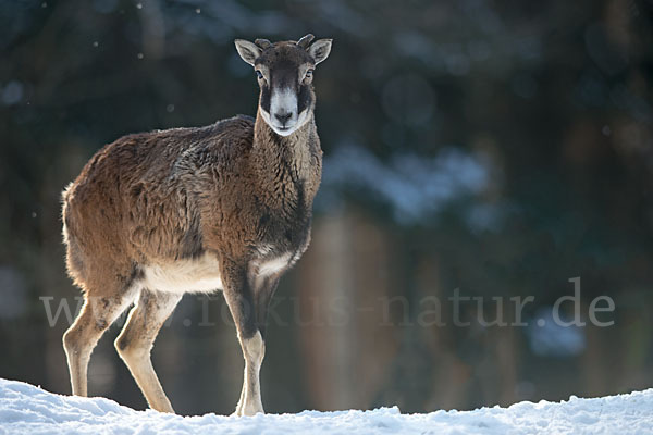 Muffelwild (Ovis ammon musimon)