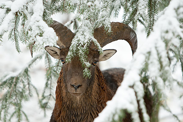 Muffelwild (Ovis ammon musimon)