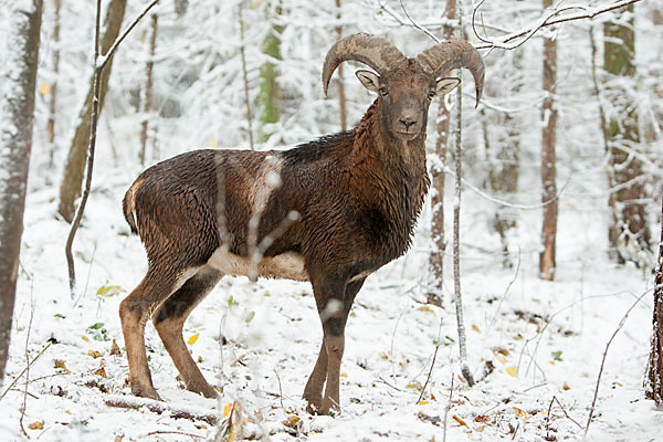 Muffelwild (Ovis ammon musimon)