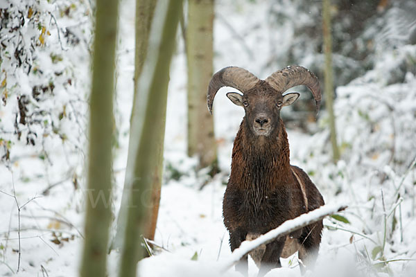 Muffelwild (Ovis ammon musimon)