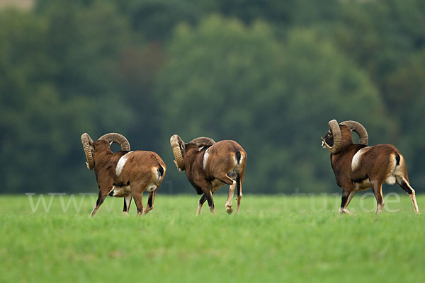 Muffelwild (Ovis ammon musimon)