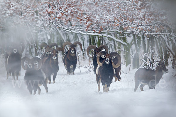 Muffelwild (Ovis ammon musimon)