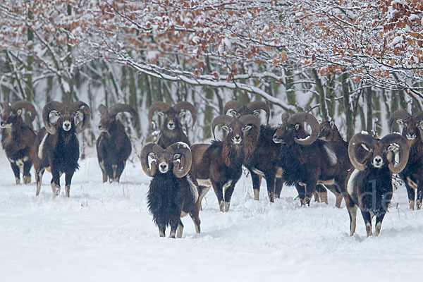 Muffelwild (Ovis ammon musimon)