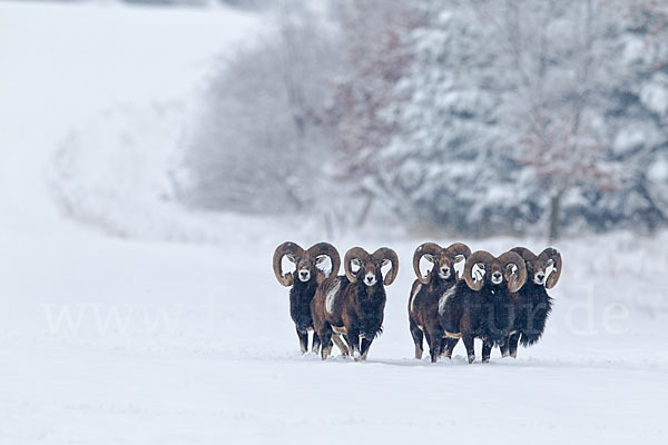 Muffelwild (Ovis ammon musimon)