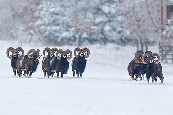 Muffelwild (Ovis ammon musimon)