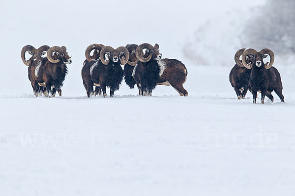 Muffelwild (Ovis ammon musimon)