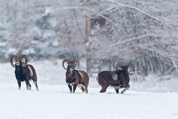 Muffelwild (Ovis ammon musimon)