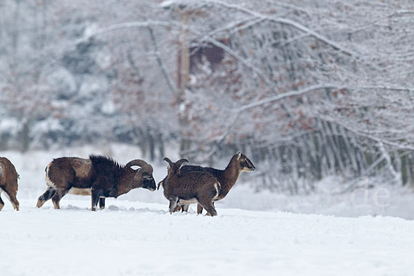 Muffelwild (Ovis ammon musimon)