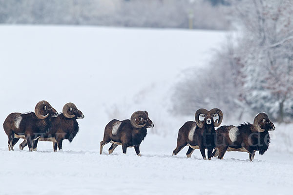 Muffelwild (Ovis ammon musimon)