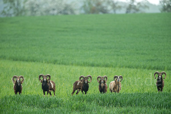 Muffelwild (Ovis ammon musimon)