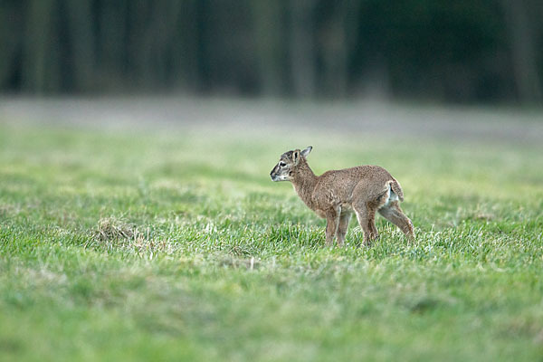 Muffelwild (Ovis ammon musimon)