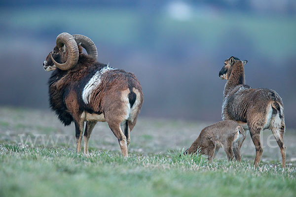 Muffelwild (Ovis ammon musimon)