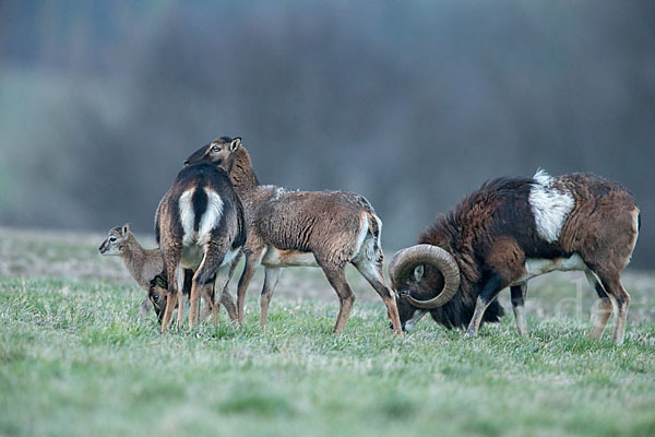 Muffelwild (Ovis ammon musimon)