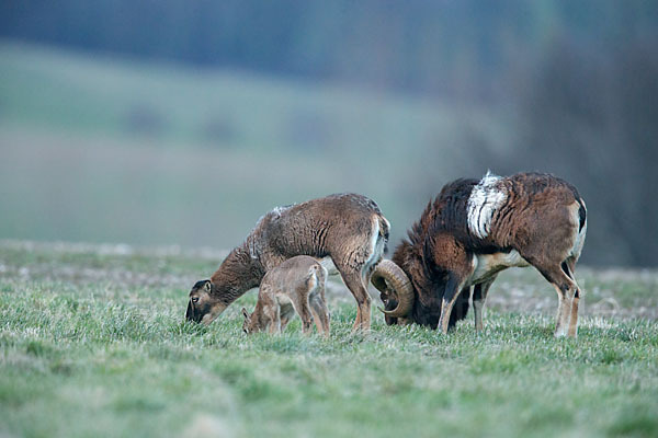 Muffelwild (Ovis ammon musimon)