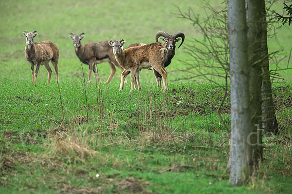 Muffelwild (Ovis ammon musimon)