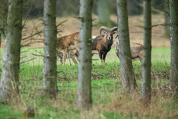 Muffelwild (Ovis ammon musimon)