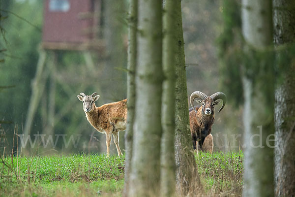 Muffelwild (Ovis ammon musimon)