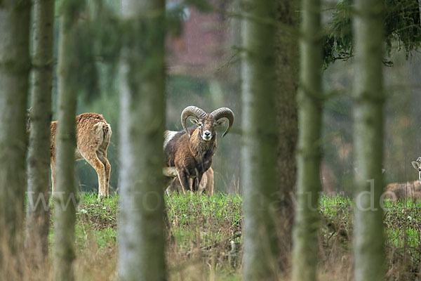 Muffelwild (Ovis ammon musimon)