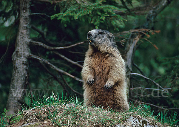 Murmeltier (Marmota marmota)