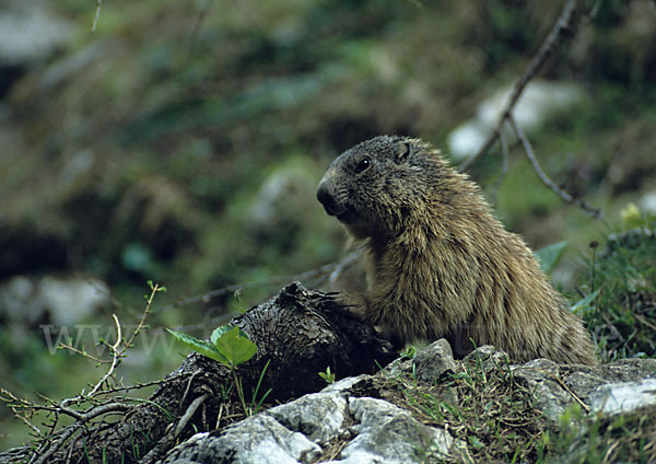 Murmeltier (Marmota marmota)