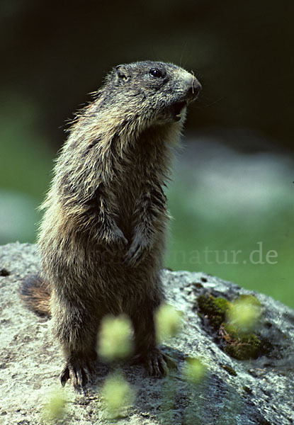 Murmeltier (Marmota marmota)