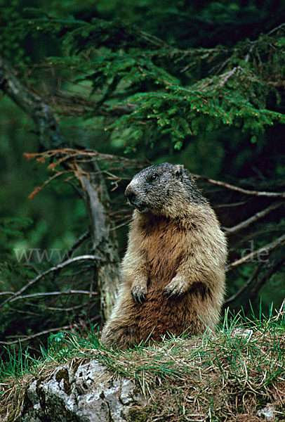 Murmeltier (Marmota marmota)