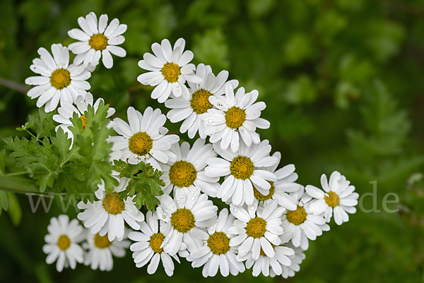 Mutterkraut (Tanacetum parthenium)