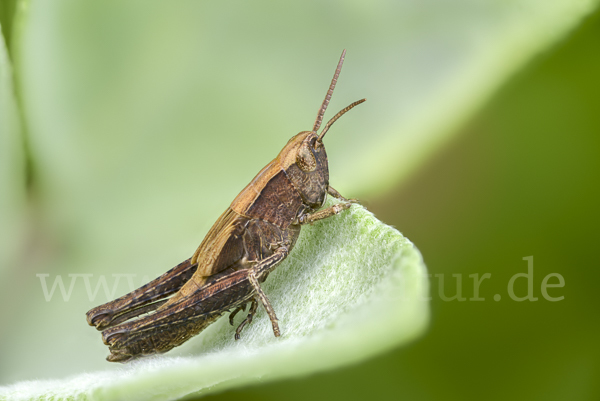 Nachtigall-Grashüpfer (Chorthippus biguttulus)