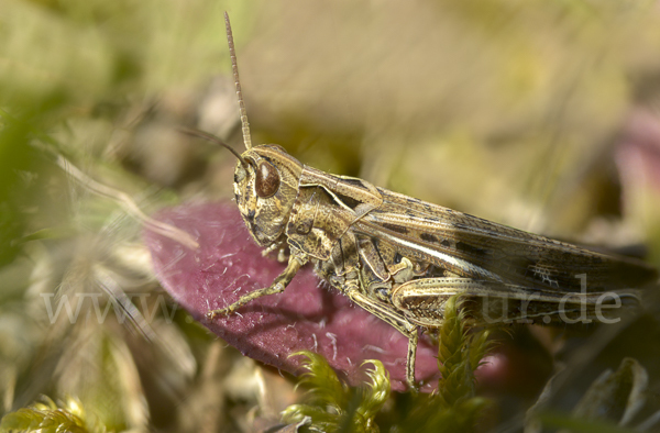 Nachtigall-Grashüpfer (Chorthippus biguttulus)