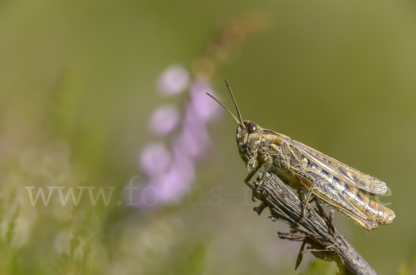 Nachtigall-Grashüpfer (Chorthippus biguttulus)