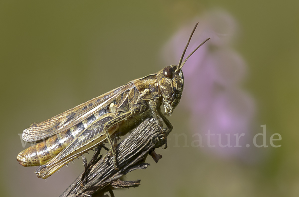 Nachtigall-Grashüpfer (Chorthippus biguttulus)