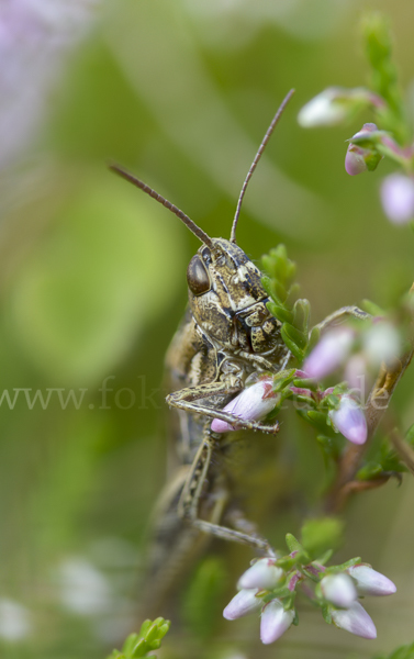 Nachtigall-Grashüpfer (Chorthippus biguttulus)