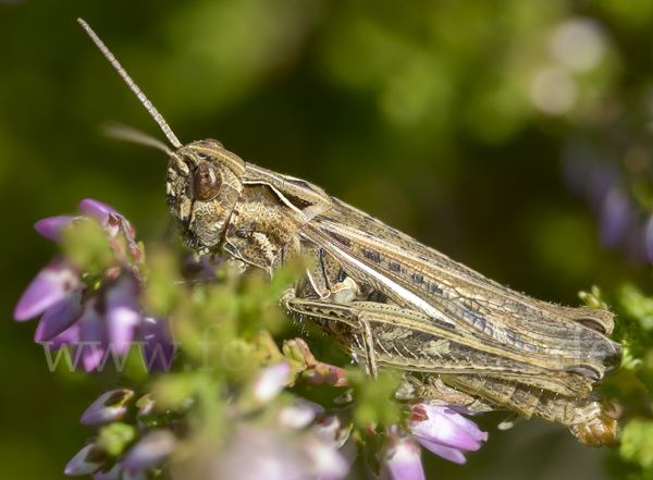 Nachtigall-Grashüpfer (Chorthippus biguttulus)