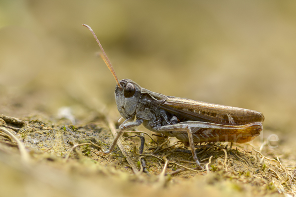 Nachtigall-Grashüpfer (Chorthippus biguttulus)