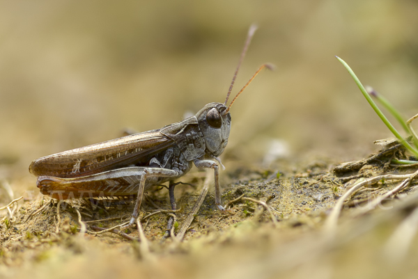 Nachtigall-Grashüpfer (Chorthippus biguttulus)