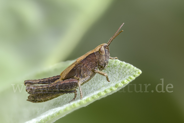 Nachtigall-Grashüpfer (Chorthippus biguttulus)