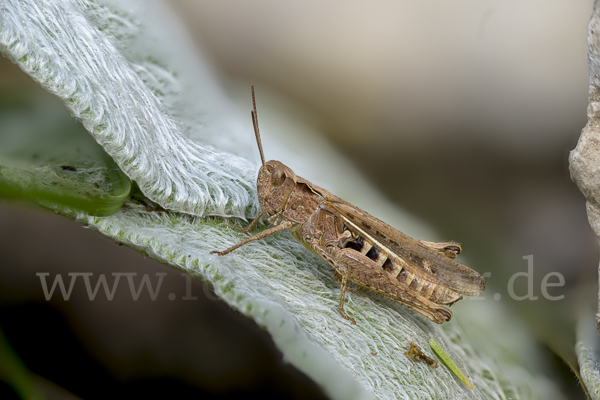 Nachtigall-Grashüpfer (Chorthippus biguttulus)