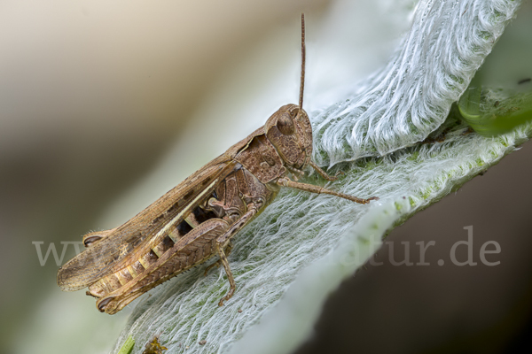 Nachtigall-Grashüpfer (Chorthippus biguttulus)