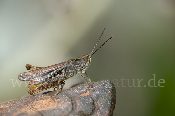 Nachtigall-Grashüpfer (Chorthippus biguttulus)