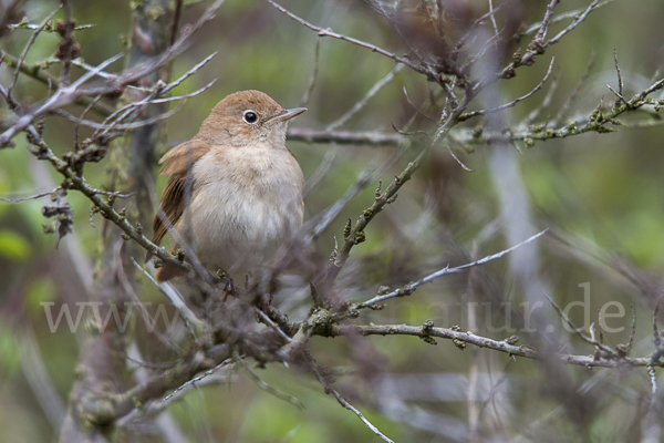 Nachtigall (Luscinia megarhynchos)