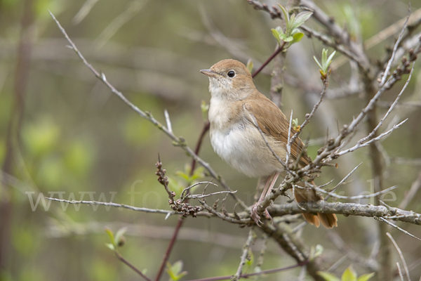 Nachtigall (Luscinia megarhynchos)