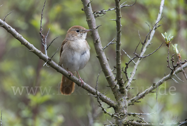 Nachtigall (Luscinia megarhynchos)