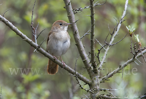 Nachtigall (Luscinia megarhynchos)