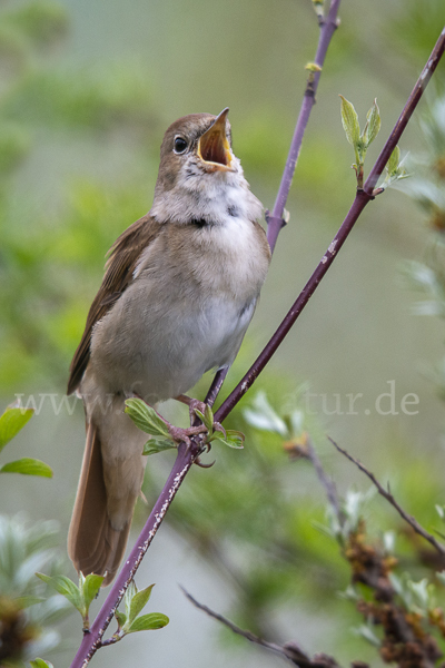 Nachtigall (Luscinia megarhynchos)