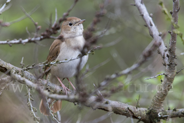 Nachtigall (Luscinia megarhynchos)